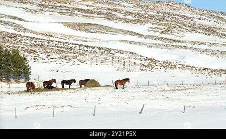 Campo con cavalli islandesi durante l'inverno in Islanda Foto Stock