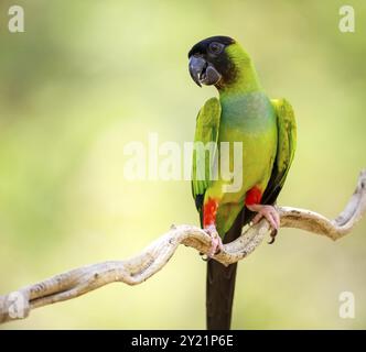 Primo piano del bellissimo parco Nanday arroccato su un ramo con sfondo naturale deconcentrato, Pantanal Wetlands, Mato grosso, Brasile, Sud America Foto Stock