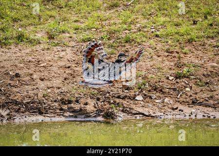 Sunbitternterns diffonde le sue meravigliose ali a motivi geometrici per iniziare a volare sul bordo dell'acqua al sole, Pantanal Wetlands, Mato grosso, Brasile, Sud America Foto Stock