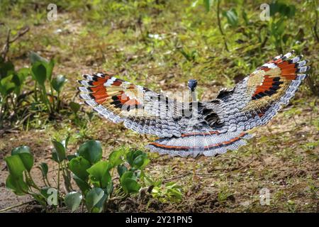 Primo piano della Sunbittern in volo vicino al suolo con le ali spalmate fantasiose, Pantanal Wetlands, Mato grosso, Brasile, Sud America Foto Stock