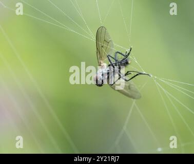 Macro shot di Fly catturato in Spider Web con piccole gocce di rugiada Foto Stock