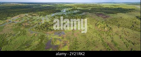 Panoramica aerea del tipico paesaggio delle paludi Pantanal con bestiame che pascola intorno a lagune, foreste, prati, fiume, campi, Mato Grosso, Brasile Foto Stock