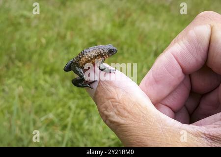 Primo piano di un piccolo e bellissimo rospo di Maldonada seduto sul pollice di un uomo, Itatiaia, Brasile, Sud America Foto Stock