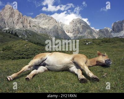 Puledro addormentato sul Seceda, Selva di Val Gardena, alto Adige, Italia, Europa Foto Stock