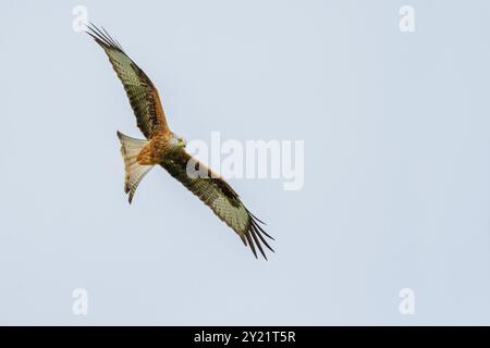 Red Kite in un luogo nel Galles, dove un gran numero di Red Kite viene nutrito ogni giorno Foto Stock