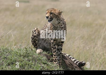 Cheetah riposa nell'erba con la luce del sole Foto Stock