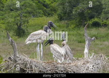 Primo piano di un nido di Jabiru con quattro giovani uccelli in piedi e seduti su sfondo verde, Pantanal Wetlands, Mato grosso, Brasile, Sud America Foto Stock