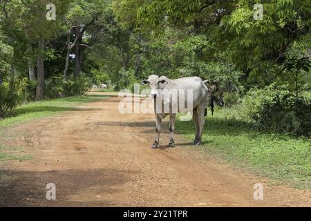 Tipica mucca Pantanal bianca in piedi su una strada sterrata, alberi sullo sfondo, fotocamera di fronte, Pantanal Wetlands, Mato grosso, Brasile, Sud America Foto Stock