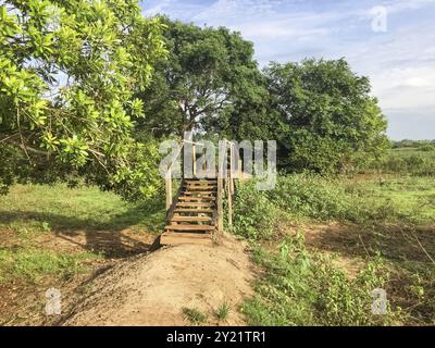 Passerella in legno su un'area paludosa su un sentiero escursionistico al sole del mattino, Pantanal Wetlands, Mato grosso, Brasile, Sud America Foto Stock