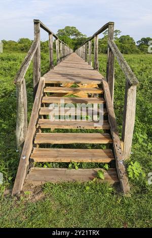 Passerella in legno sopra la zona paludosa, Pantanal Wetlands, Mato grosso, Brasile, Sud America Foto Stock