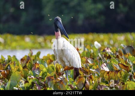 Il primo piano di una cicogna di Jabiru con cavalli vola intorno alla testa, in una laguna con giacinti d'acqua, Pantanal Wetlands, Mato grosso, Brasile, Sud Foto Stock