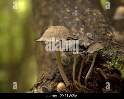 Scintillanti funghi Inkcap che crescono sugli alberi nel bosco inglese Foto Stock