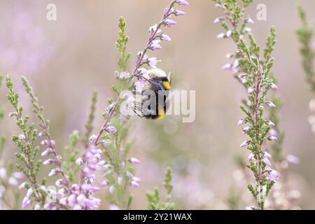 Grande bumblebee di terra, foraggio sull'erica comune (Calluna vulgaris), riserva naturale di Doeberitzer Heide, Brandeburgo, Germania, Europa Foto Stock
