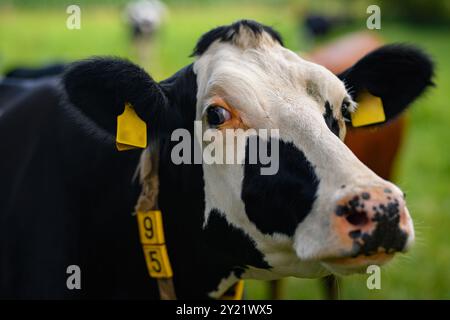Vacca Holstein. Mucche su un prato durante il giorno di sole. Mucca bianca e nera sul prato verde. Allevamento di mucche con bestiame da latte in campagna. Mucca dentro Foto Stock