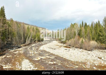 Un piccolo e turbolento fiume con argini di ciottoli scorre giù dalle montagne attraverso una fitta foresta di cedri in una soleggiata giornata primaverile. Fiume Kabardu, Altai, Sib Foto Stock