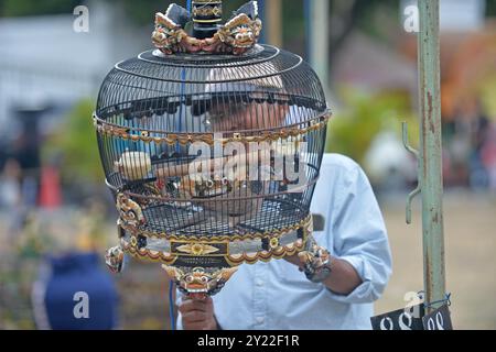 Yogyakarta, Yogyakarta, INDONESIA. 8 settembre 2024. Le gabbie degli uccelli sono allineate su pali durante la gara di canto degli uccelli Dekukur (Spilopelia chinensis) che è stata partecipata da 160 appassionati di uccelli al campo Alun Alun Kidul, Yogyakarta, l'8 settembre 2024. Crediti: ZUMA Press, Inc./Alamy Live News Foto Stock