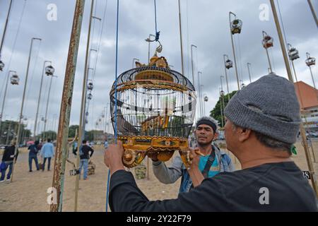 Yogyakarta, Yogyakarta, INDONESIA. 8 settembre 2024. Le gabbie degli uccelli sono allineate su pali durante la gara di canto degli uccelli Dekukur (Spilopelia chinensis) che è stata partecipata da 160 appassionati di uccelli al campo Alun Alun Kidul, Yogyakarta, l'8 settembre 2024. Crediti: ZUMA Press, Inc./Alamy Live News Foto Stock