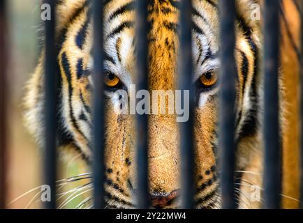 Gli occhi della tigre sbirciano attraverso i bar metallici dello zoo di Dehiwala, Sri Lanka. Foto Stock