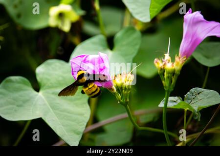 Un bumblebee che interagisce con un fiore di gloria mattutina rosa chiaro, annidato tra foglie verdi lussureggianti, l'ape si sta nutrendo del nettare del fiore. Foto Stock