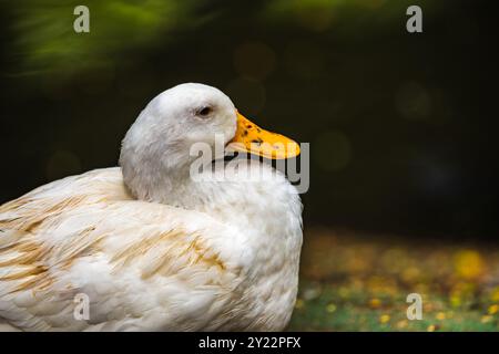 Primo piano di un'anatra bianca con un becco arancio macchiato seduto con morbide piume arricciate su una riva erbosa su uno sfondo di acqua verde scuro sfocato Foto Stock