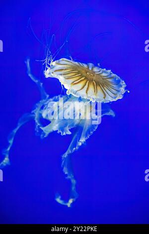 Zoo e acquario di Point Defiance, Tacoma, Washington. I lunghi tentacoli simili a razze dell'ortica marina giapponese (Chrysaora pacifica) nuotano con meduse Foto Stock