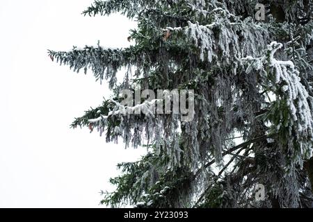 Neve sulle diramazioni nel parco da vicino Foto Stock