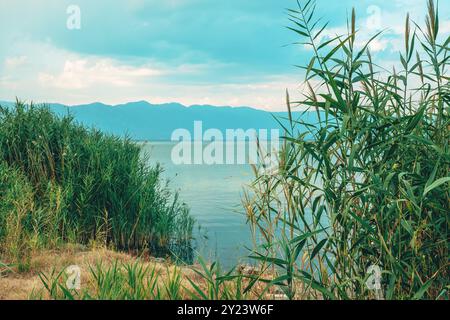 Erba verde di canne sul lago Dojran nella Macedonia del Nord, attenzione selettiva Foto Stock