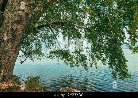 Albero d'acero sul lago Doiran in Macedonia del Nord, attenzione selettiva Foto Stock