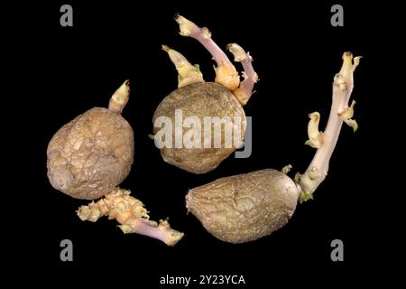 Gruppo di patate gialle germogliate isolato su sfondo nero. Vecchie patate germinanti con occhi, occhielli e boccioli sono apparse per il primo piano della piantagione primaverile Foto Stock