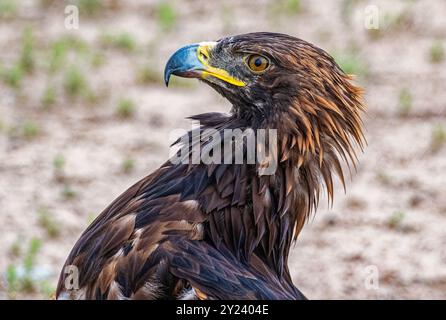 Falconeers falcon in Kirghizistan Foto Stock