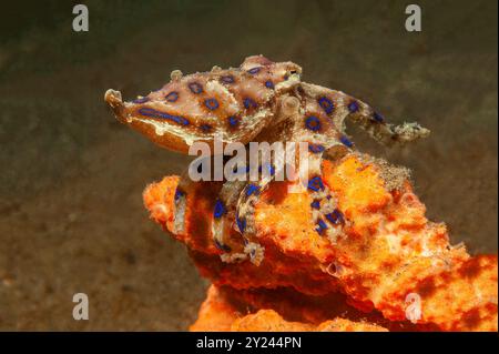 Polpo con anelli blu che lampeggiano sui suoi anelli blu Foto Stock