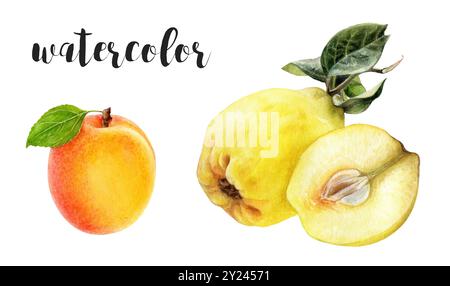 Acquerello dipinto a mano Quince e illustrazione botanica albicocca Foto Stock