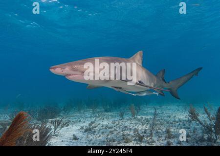 Lo squalo limone nuota appena sopra il fondale sabbioso del mare Foto Stock
