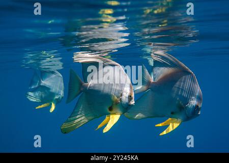 Pesce di coda lungo in acqua azzurra limpida vicino alla superficie con riflessi Foto Stock