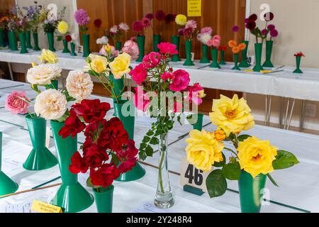 Mostra del villaggio nella Old Basing Village Hall, Hampshire, Inghilterra, Regno Unito, nel settembre 2024. Mostra di fiori, rose, fiori, partecipazione al concorso Foto Stock