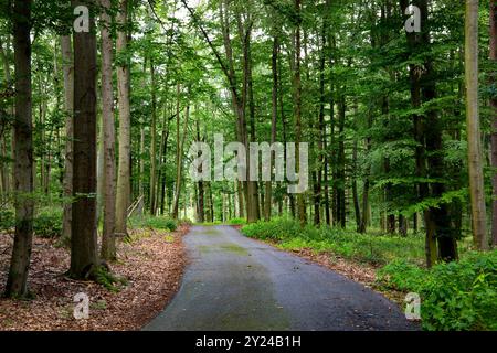 Strada rurale nella foresta della Boemia meridionale. Cechia. Foto Stock