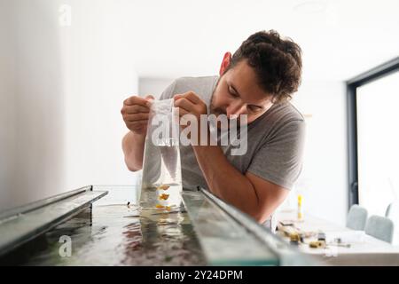 Uomo che rilascia con cura il pesce palloncino molly nell'acquario domestico Foto Stock