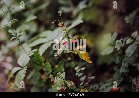 Fragole selvatiche che crescono in un lussureggiante giardino verde. Foto Stock