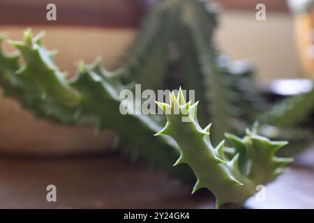 Primo piano di Orbea variegata, con i suoi gambi verdi Foto Stock