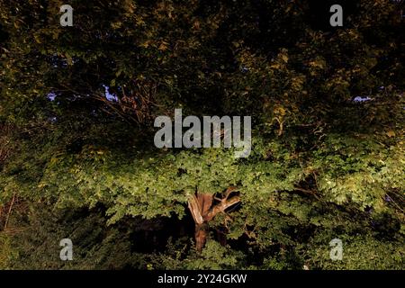 Albero d'acero di notte in un parco pubblico di Wetter sul fiume Ruhr, la luce proviene dall'illuminazione stradale, Renania settentrionale-Vestfalia, Germania. Ahorn bei Foto Stock