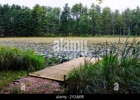 Piccola banchina di legno su uno stagno pieno di felci nella Hudson Valley Foto Stock