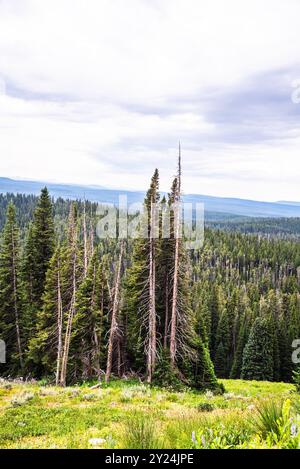 Fitta pineta di Yellowstone, che si estende su colline ondulate Foto Stock