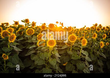 Campo di girasole che si illumina alla luce dorata del sole durante il tramonto. Foto Stock