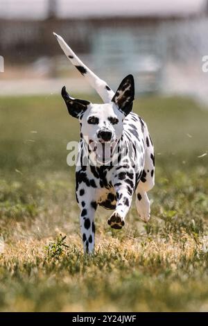 Pista da corsa di cani dalmati macchiati in bianco e nero e sport per cani Foto Stock