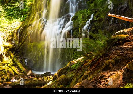 Cascata d'acqua su rocce e tronchi muschiati a Proxy Falls, Eugene. Foto Stock