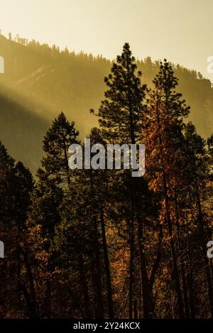 Alberi di pino sagomati con luce soffusa e dorata e montagna a Yosemite. Foto Stock