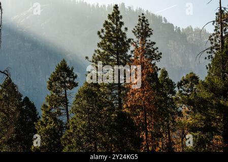 La luce del sole filtra tra tra gli alberi sullo sfondo di una montagna a Yosemite. Foto Stock