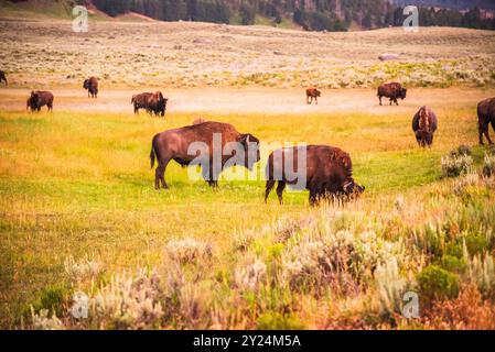 Primo piano del pascolo di mandrie di bisonti nella Lamar Valley di Yellowstone Foto Stock