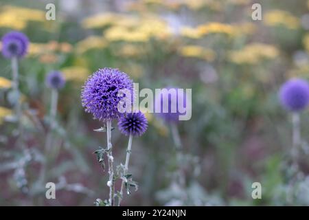 Il globo Echinops bannaticus viola scorre sulla freccia gialla sfocata o sullo sfondo dei fiori achillea millefolium. Fiore perenne blu a cardo globo Foto Stock