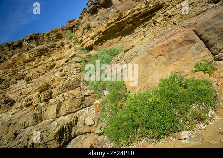 Cala Tamarells, Parc Natural de S'Albufera des Grau, Menorca, riserva della Biosfera, Isole Baleari, Spagna. Foto Stock